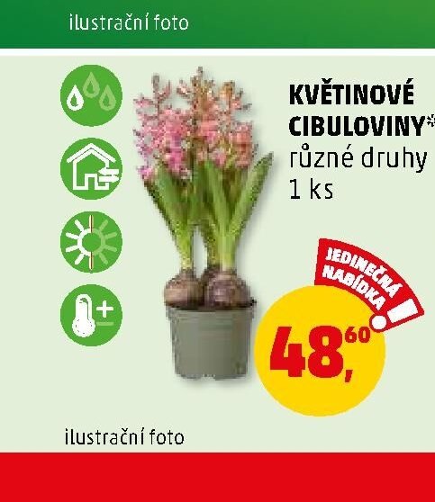 Květinové cibuloviny