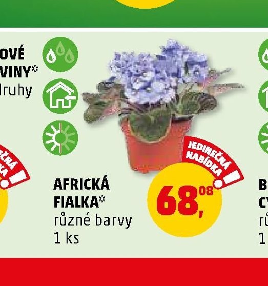Africká fialka