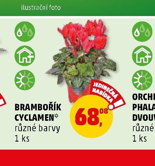 Brambořík Cyclamen