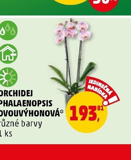 Orchidej Phalaenopsis dvouvýhonová