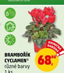 Cyclamen - Brambořík