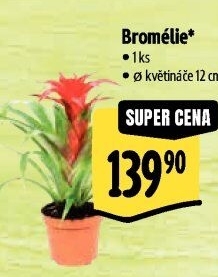 Bromelia