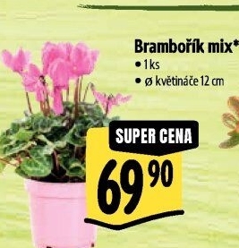 Cyclamen - Brambořík