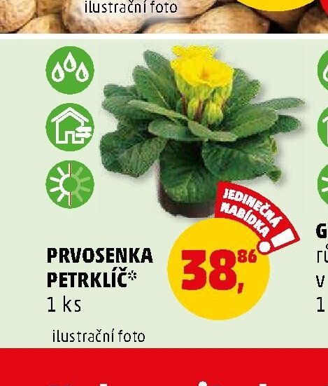 PRVOSENKA PETRKLÍČ*