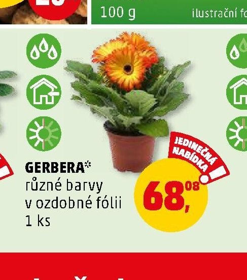 GERBERA* různé barvy v ozdobné fólii