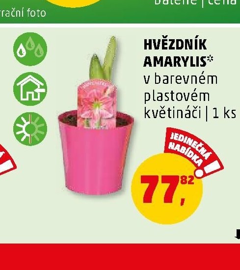 HVĚZDNÍK AMARYLIS*