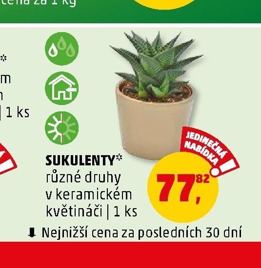 SUKULENTY* různé druhy v keramickém květináči