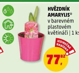 Amarylis - Hvězdník