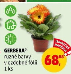 Gerbera