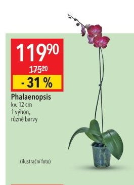 Phalaenopsis