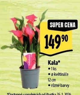 Kala - Calla
