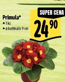 Primule - Petrklíč - Prvosenka