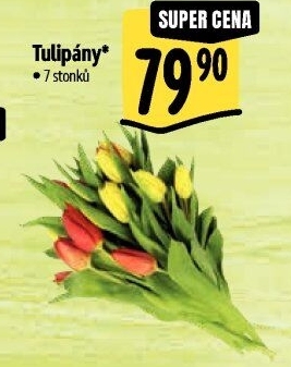 Řezané tulipány