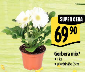 Gerbera