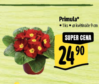 Primule - Petrklíč - Prvosenka