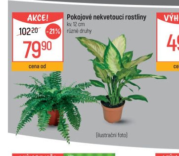 Pokojové nekvetoucí rostliny