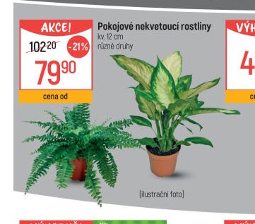 Pokojové nekvetoucí rostliny