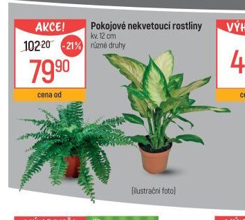 Pokojové nekvetoucí rostliny