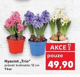 Hyacint „Trio“