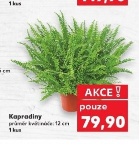 Kapradiny