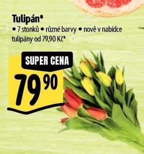 Řezané tulipány