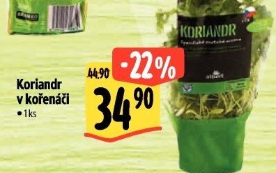 Bylinky v květináči