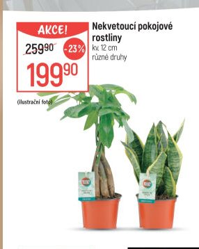 Nekvetoucí pokojové rostliny