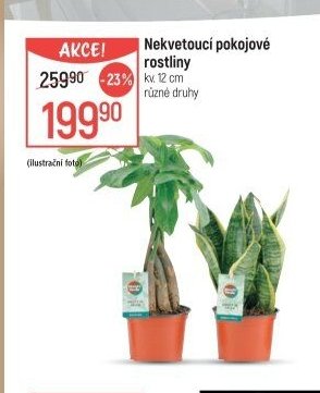 Nekvetoucí pokojové rostliny