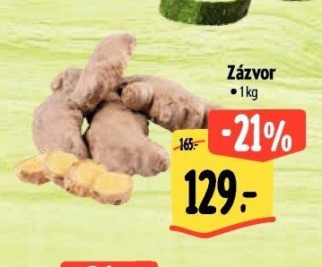 Zázvor