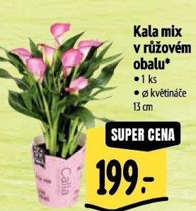 Kala - Calla
