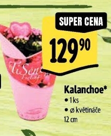 Kalanchoe - Kolopejka