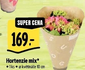 Hortenzie - Hydrangea