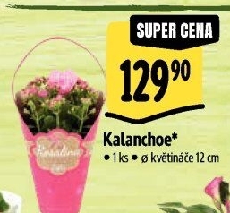 Kalanchoe - Kolopejka