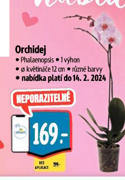 Orchidej
