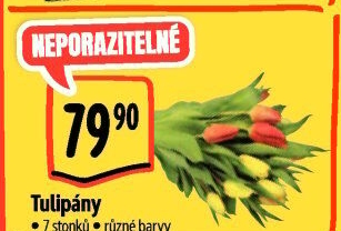 Řezané tulipány