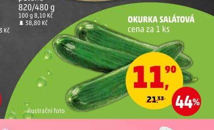 Okurka salátová