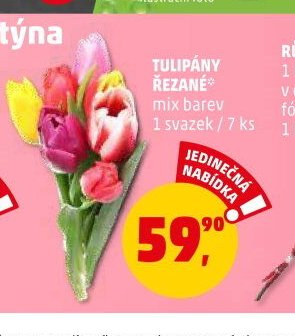 Tulipány řezané mix barev