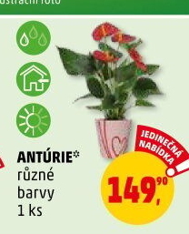 Anturie