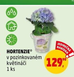Hortenzie - Hydrangea