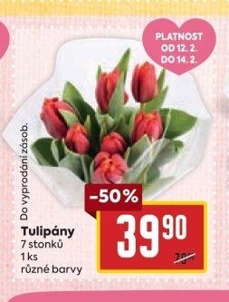 Tulipány