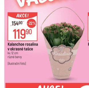 Kalanchoe rosalina v okrasné tašce