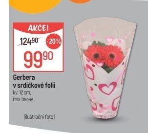 Gerbera v srdíčkové folii