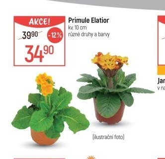 Primule Elatior