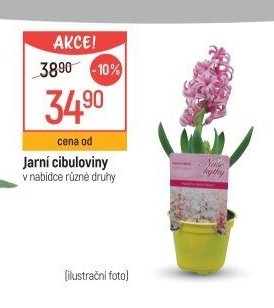 Jarní cibuloviny