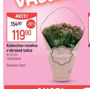 Kalanchoe rosalina v okrasné tašce