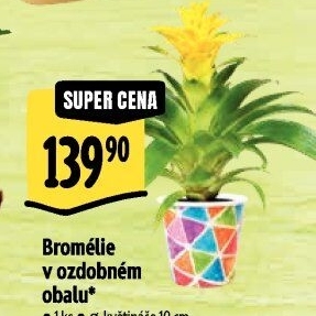 Bromelia