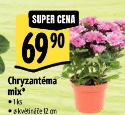Chrysanthemum - Chryzantéma