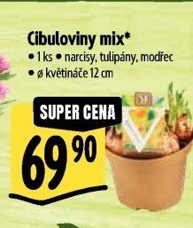 Cibulkové květiny