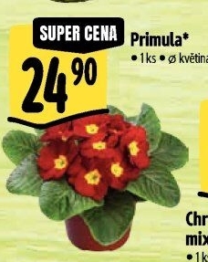 Primule - Petrklíč - Prvosenka