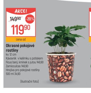 Okrasné pokojové rostliny